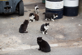 Illustration for article titled The Perfect Beauty of Cat Island